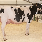 Vaca Gran Campeona FEFRIC 2018