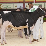 Seccin 1. Cudaa Azalea Solomon (Cudaa). Ternera Subcampeona y Gran Campeona de Novillas Reserva