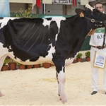 Seccin 3. Gloria Brady Katia (Gloria Holstein), Ternera Campeona