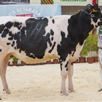 Seccin 4. Gloria Solomon Irina (Gloria Holstein), Novilla Subcampeona