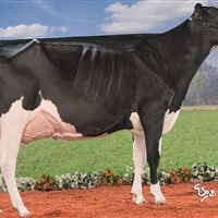 3 Seccin 88: Vaca A