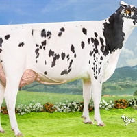 4 Seccin 88: Vaca C
