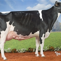4 Seccin 85: Vaca B