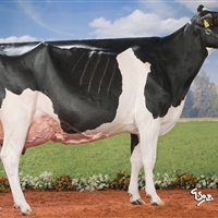 1 Seccin 85: Vaca D