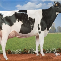 1 Seccin 84: Vaca A