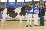 Rey 760 Zyna High Octane (Rei de Miotelo), Novilla Campeona y Gran Campeona de Galicia