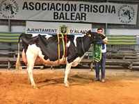 Bell Lloch Dugolo 6171, Vaca Gran Campeona Reserva Menorca 2019