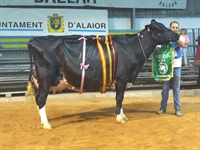 Binillubet Talent Fatima, Vaca Gran Campeona de Menorca 2019