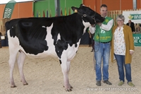 Flora Emilio Altea (Flora S.C.) Novilla Campeona de Asturias y ASCOL