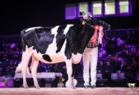 H.Tobias-Am-Solomon-ADENA (Alberto Medina, Planillo Holstein y Huerta Los Tobas), Gran Campeona de Novillas y ganadora de la Categora 8