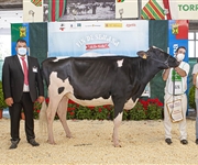 Gloria Unix Marrieta ET (Gloria Holstein), Novilla Campeona y Gran Campeona Reserva de Novillas