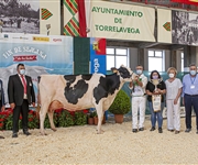 La Roza Marisa Doorman (SAT Ceceño), Vaca Gran Campeona Reserva y Vaca Adulta Campeona
