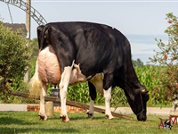 Flora Alexander Dafne, de Ganadera Flora,Vaca Adulta Campeona