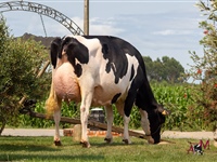 Flora Jacoby Lis ET, de Ganadera Flora, Vaca Gran Campeona y Vaca Intermedia Campeona