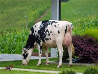 Parlero Wilson Helectra, de Ganadera Parlero, Vaca Joven Campeona