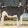 Rey 1014 Movin Sony ET, Campeona Seccin 2 - Ganadera SAT Rey de Miotelo, Lugo