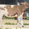 Gloria Unstopabull Adele Red, Campeona Seccin 4 - Ganadera Gloria Holstein, Cantabria