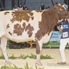 La Roza Kandie Jordy Roja ET, Campeona Seccin 6 - Campeona SAT Cabo Oyambre, Cantabria