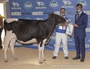  Asuncin King Doc Elsa 2 (Finca La Asuncin), Gran Campeona de Novillas y Terneras Reserva