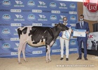 Casa-Nova Shania Mooving 1481 (Carro), Gran Campeona de Novillas y Terneras