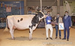 Rey 814 Beemer Yuri (Rey de Miotelo), Vaca Gran Campeona de Galicia 2022