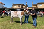 Canton Albertina Jordy Red (El Cantn, S.C.), Novilla Campeona y Gran Campeona de Novillas