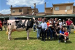 Cantn Karaja Montana (El Cantn S.C.), Vaca Gran Campeona de Galizano 2022