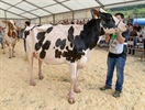 Vaca joven campeona