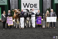 Grand Champion International Holstein Show