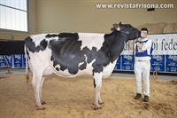 Planillo Denver 353, Vaca Campeona Reserva