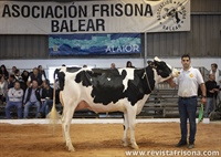 Son Vives Atwood Gala (Son Vives), Vaca Joven Campeona