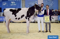 Rey 1085 Moovin Soly ET (Rey de Miotelo), Novilla Gran Campeona de Moexmu 2023