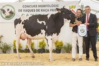 Campgran Mapache Chief (El Campgran), Vaca Joven Campeona