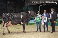 Vaca Gran Campeona Reserva de Asturias 2023 y Vaca Adulta Campeona