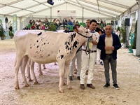 Gran Campeona de Terneras y Novillas