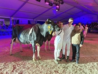 Vaca Gran Campeona de Tineo 2023