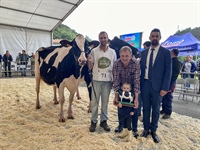 Vaca Gran Campeona