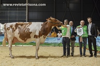 Vaca Adulta Campeona