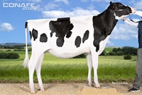Ganadora Seccin 2 y Campeona Nacional: Rey 1273 Haxl Bambi