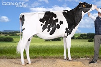 Ganadora Seccin 3 y Mencin de Honor: Rey 1246 Dani Brahina