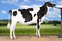 Ganadora Seccin 4: Rey 1239 Chief Divina