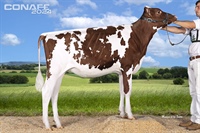Ganadora Rojas Seccin 1 y Subcampeona Nacional de terneras y novillas rojas: Oyambre Canela Rompen Red