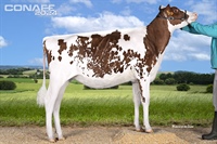  Ganadora Rojas Seccin 2 y Campeona Nacional de terneras y novillas rojas: Venturo Rompen Halawi Red