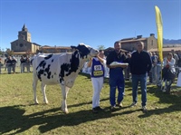 Novilla Gran Campeona