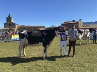 Vaca Gran Campeona