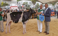 Ardeo Hammer 1961 (Ardeo), Gran Campeona de Novillas