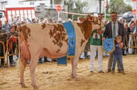 Sarobefarm Warrior Izane Roja (Ardeo), Vaca Gran Campeona