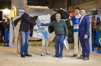 Vaca Gran Campeona de Galicia 2025