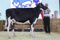4 Seccin: Terneras de 13 a 15 meses