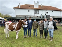 Gran Campeona de Novillas y Novilla Campeona